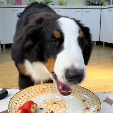 "A Dog's Mealtime Show: Funny and Heartwarming"