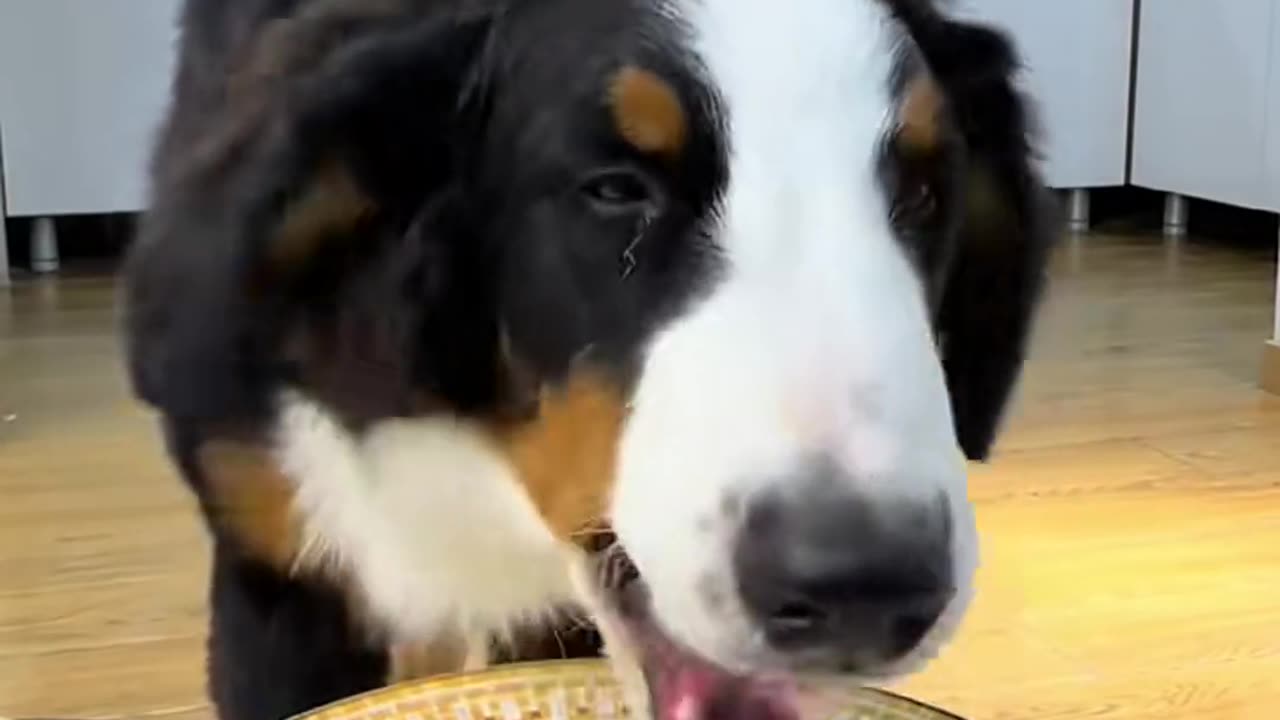 "A Dog's Mealtime Show: Funny and Heartwarming"