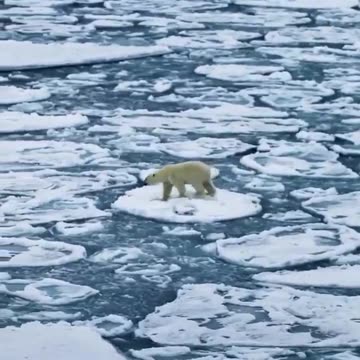 Polar bear casually walking on ice across the ocean.
