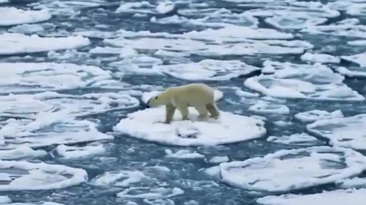 Polar bear casually walking on ice across the ocean.