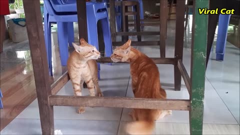 Don't miss best brothers cats's Fight!