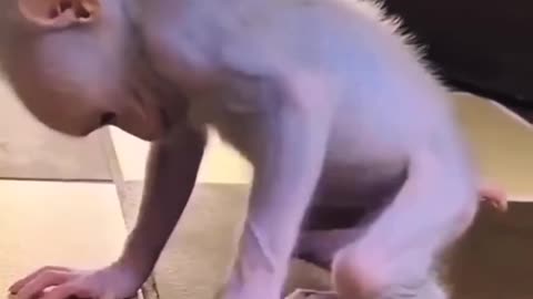 Monkey baby powerful lol Funny animalvideos funny viralvideo enjoythenatureoftheworld_1080pFHR