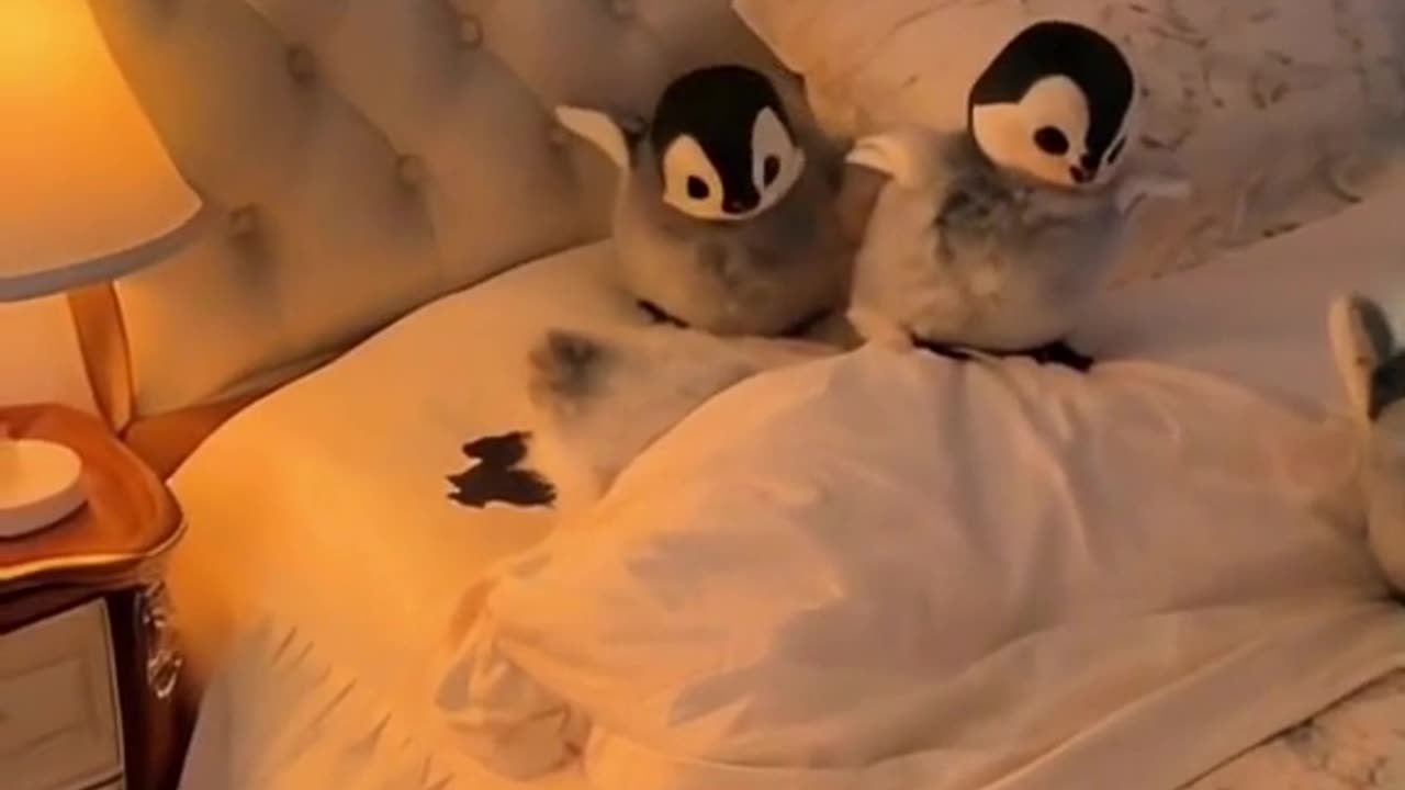 I love so much these baby penguin