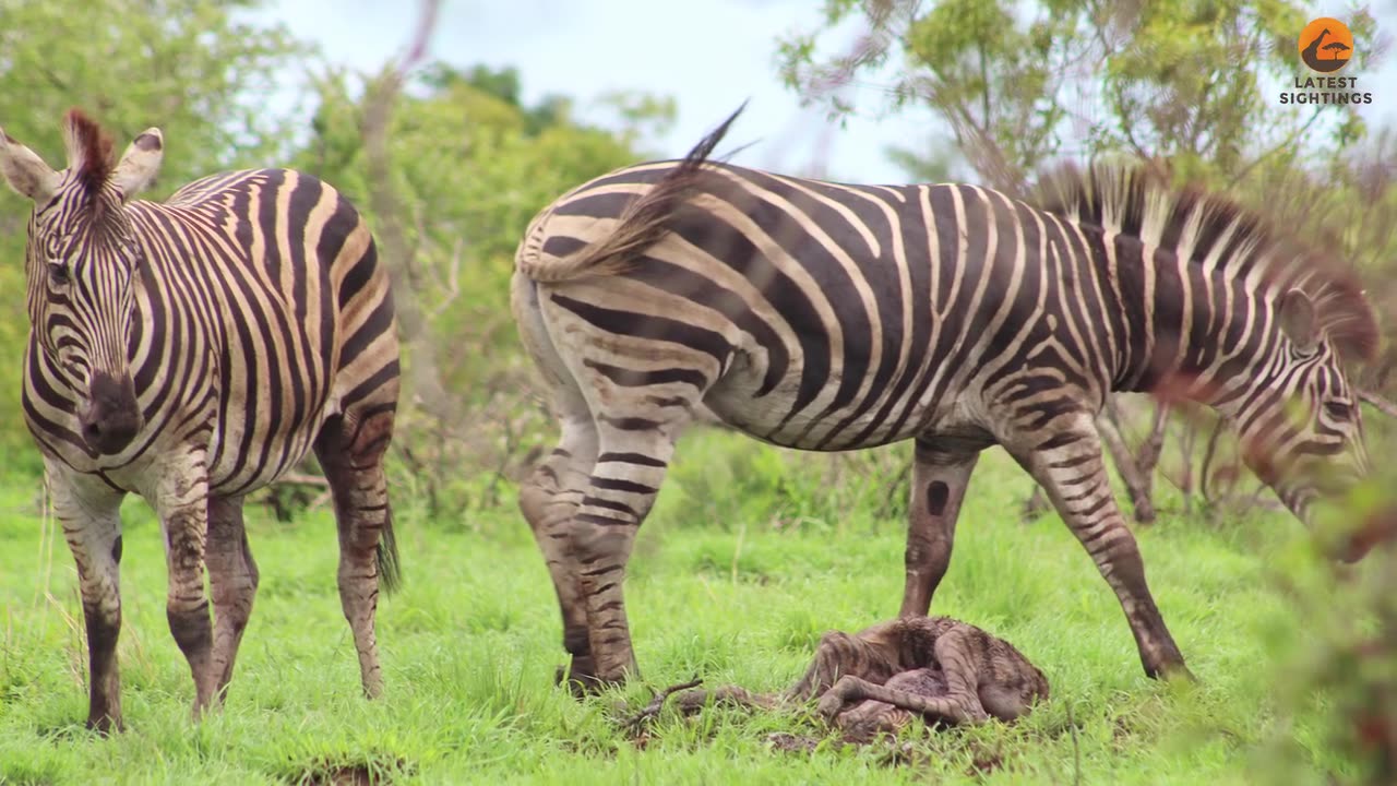 Watch as a protective mother ainst Africa’s largest eagle in an epic showdown!