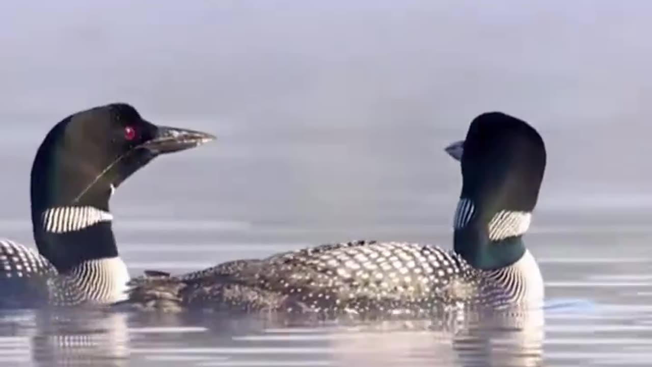 The most fascinating bird sounds on earth