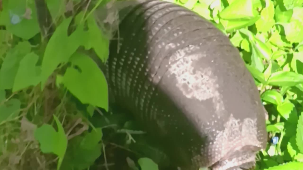 armadillo in 🇸🇻