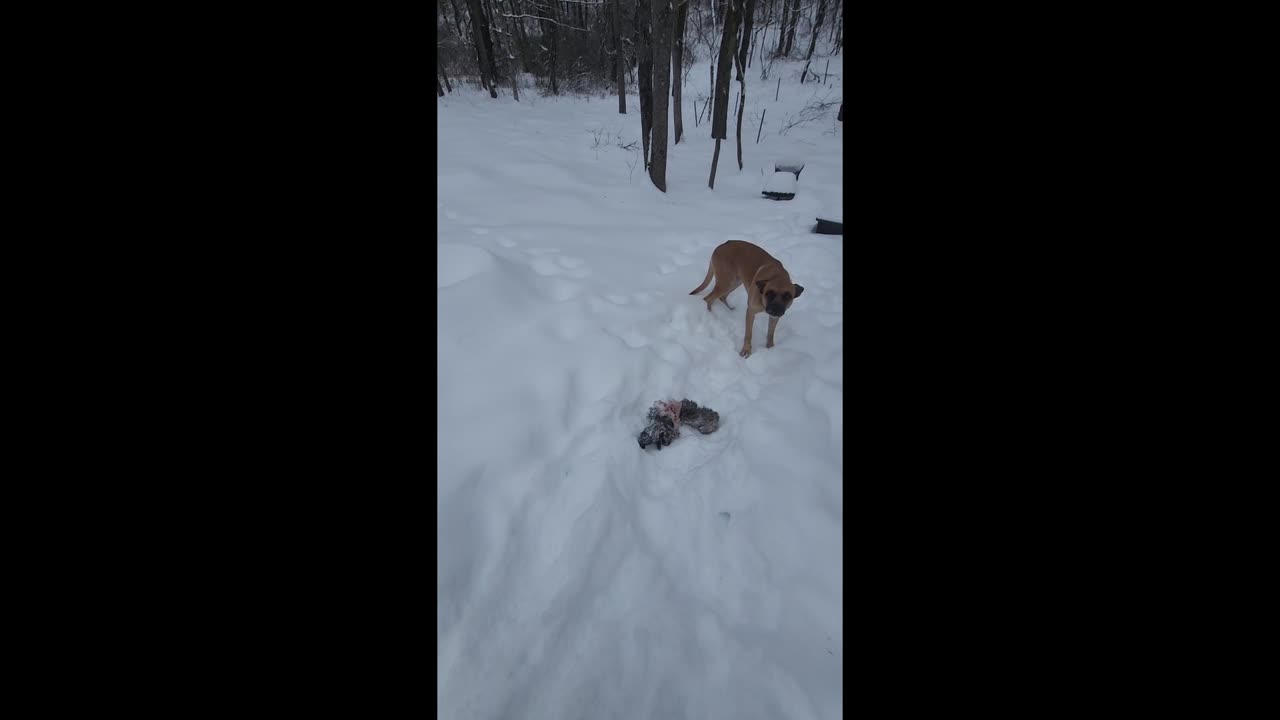 Coyote vs Dogs: The Snowstorm Showdown