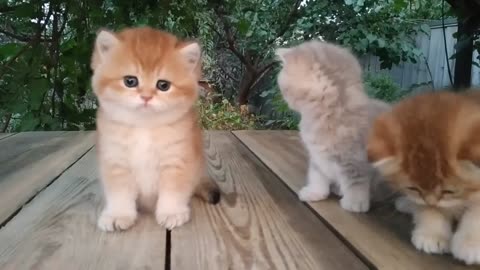 Three little teddy kittens 😍 cutest baby British kittens