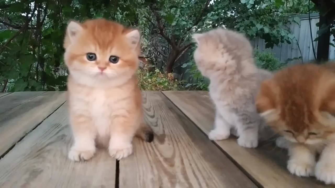 Three little teddy kittens 😍 cutest baby British kittens