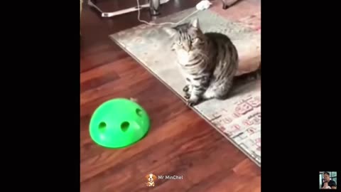 2025 Funniest Cats and Dogs Memes Try Not to Laugh Challenge