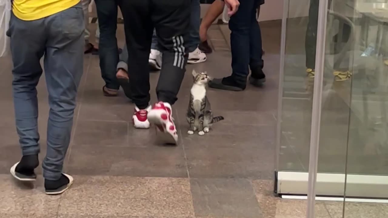 Friendly Cat Greets Mall Patrons at the Door