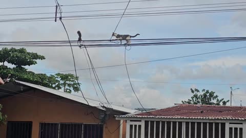 Cat Hunts Squirrel On Cables