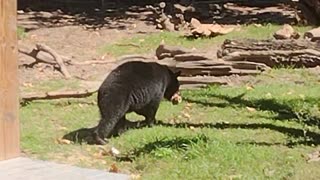 Bears munching on bones at the New Orleans Zoo