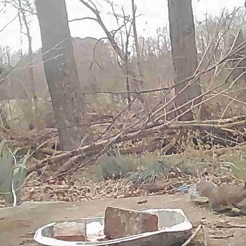 EA S124 - Squirrel and Birds