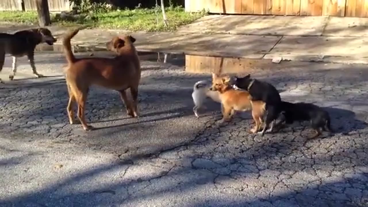 Dogs & Kids Playing