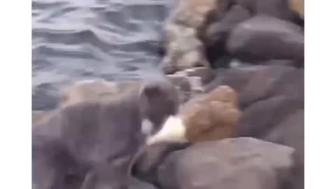 Cat in japan figured out how to use bread to catch fish