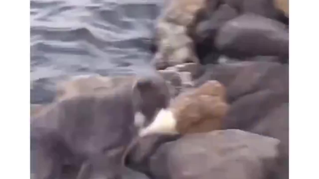 Cat in japan figured out how to use bread to catch fish