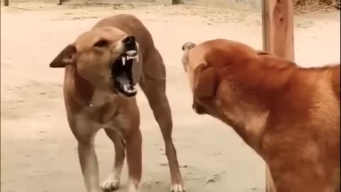 Dogs 🐕 mirror fighting pranks videos very funny | funny animal videos 2025 clean