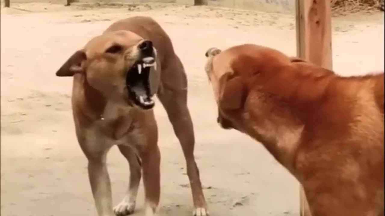 Dogs 🐕 mirror fighting pranks videos very funny | funny animal videos 2025 clean