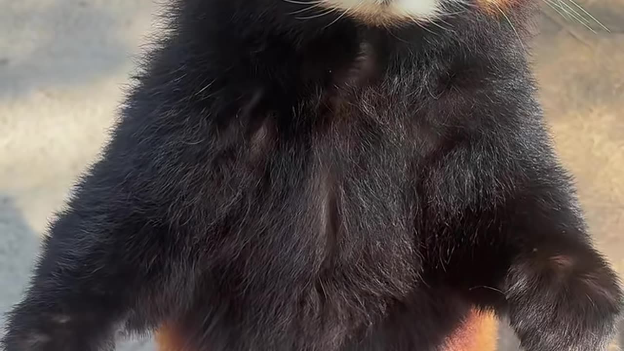 Red panda