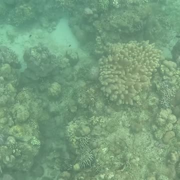 Afternoon Snorkeling