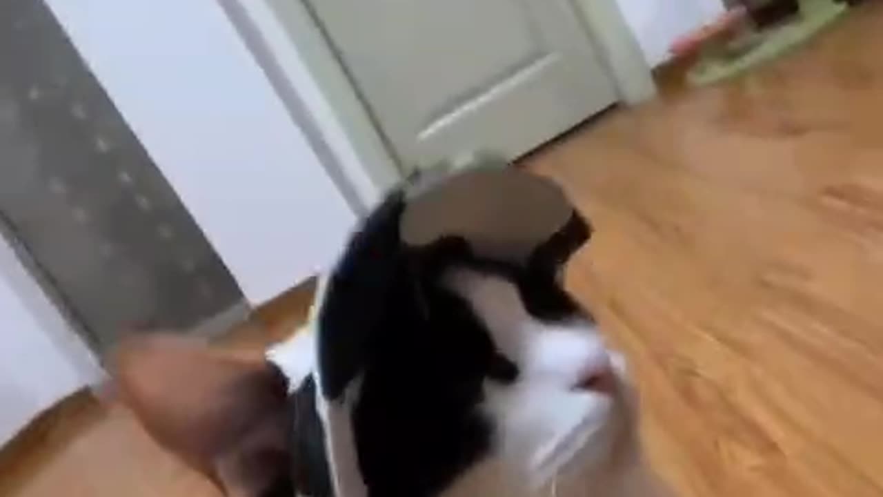 Hilarious Cat Dance Moments Caught on Camera! 🐾🎥