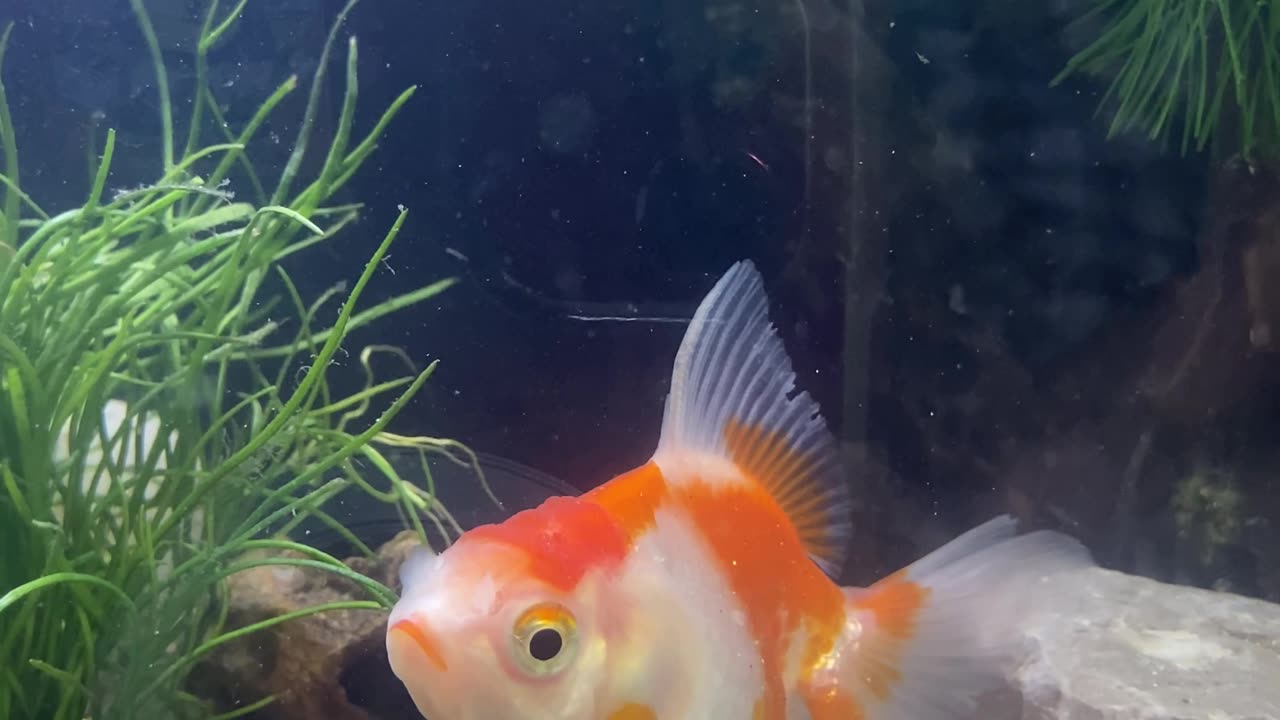 Gold fish