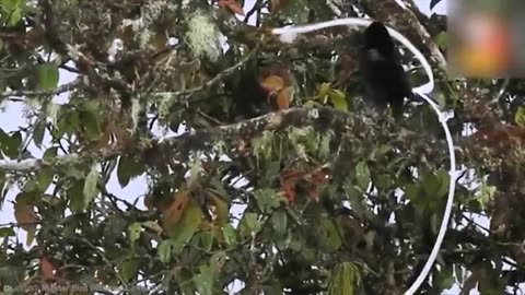 20 unusual birds. 🦩🦜