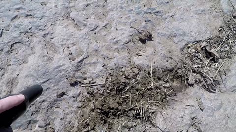 Heavy finds - Gold prospecting on a river in Missouri