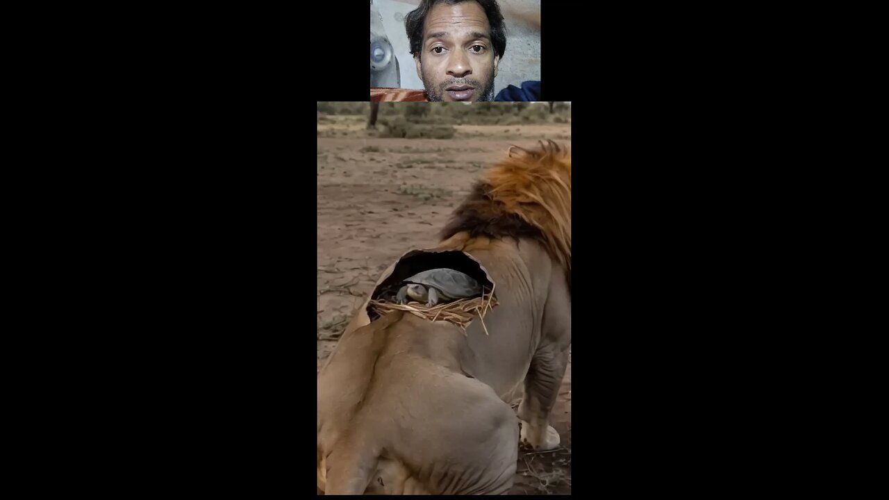 Tiger 🤯video rescue