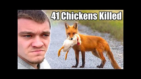 Hunting Down the Fox that Killed Chickens