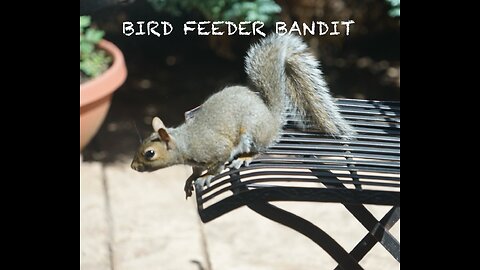 Bird Feeder Bandits: How we Stopped Squirrels From Raiding our Bird Feeders