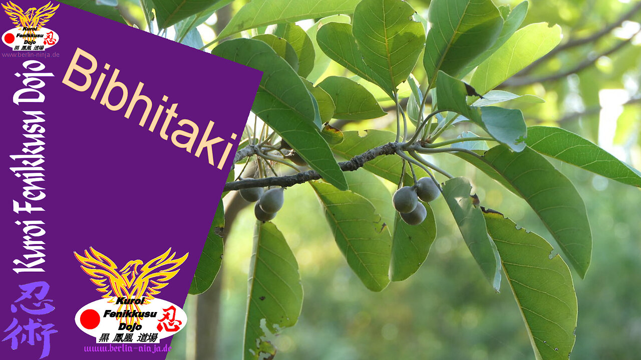 055 - Bibhitaki