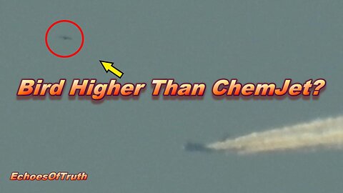 Chemtrails "Geoengineering" - A Bird Flying Higher Than Chemtrails !??