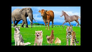 Animal Sound Collection - Tiger, Elephant, Cow, Dog, Chicken, Horse, Duck, Cat