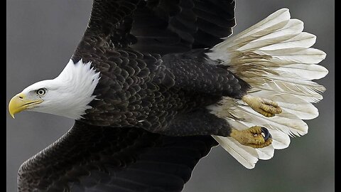 Baby Eagles in California and Iowa - Because AMERICA, Baby