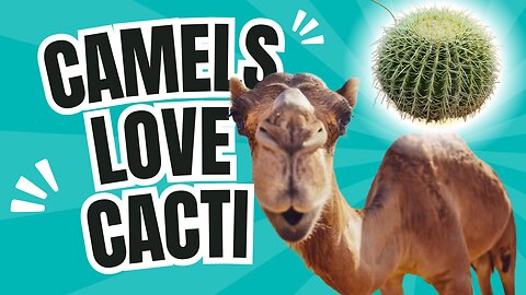 Camels Eat Cacti?! Top Survival Facts!