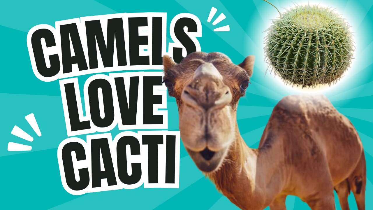 Camels Eat Cacti?! Top Survival Facts!