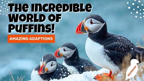 The Incredible World of Puffins! 🐧 Fun Facts & Amazing Adaptations