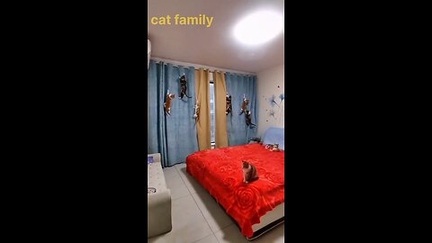 Cute cat funny video baby cat funny video