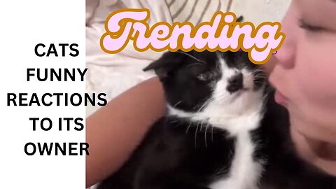 CATS FUNNY REACTIONS TO ITS OWNER