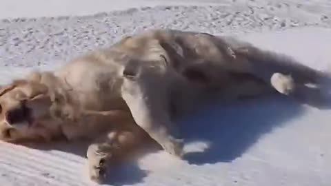 "The golden retriever skating, so smooth, so slick!"