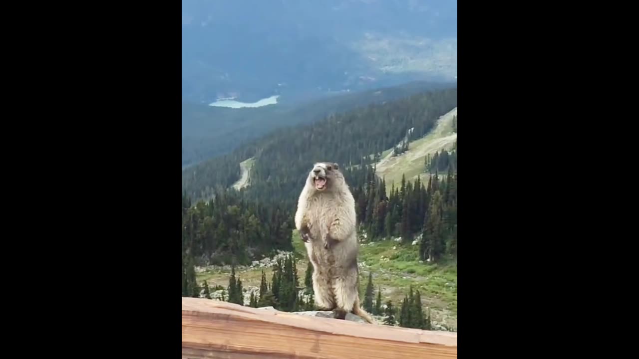 "Funny Animal Compilation: Laugh Till You Drop! πΆπ"