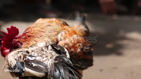 COCK FIGHTING