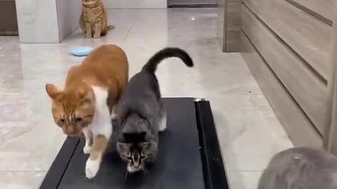 Cat 🐈 walk funny video