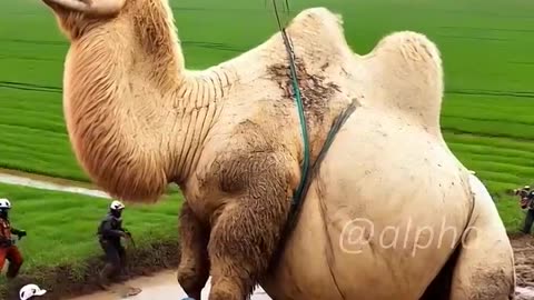 Heavy Camel stuck in mud rescued by farmer's