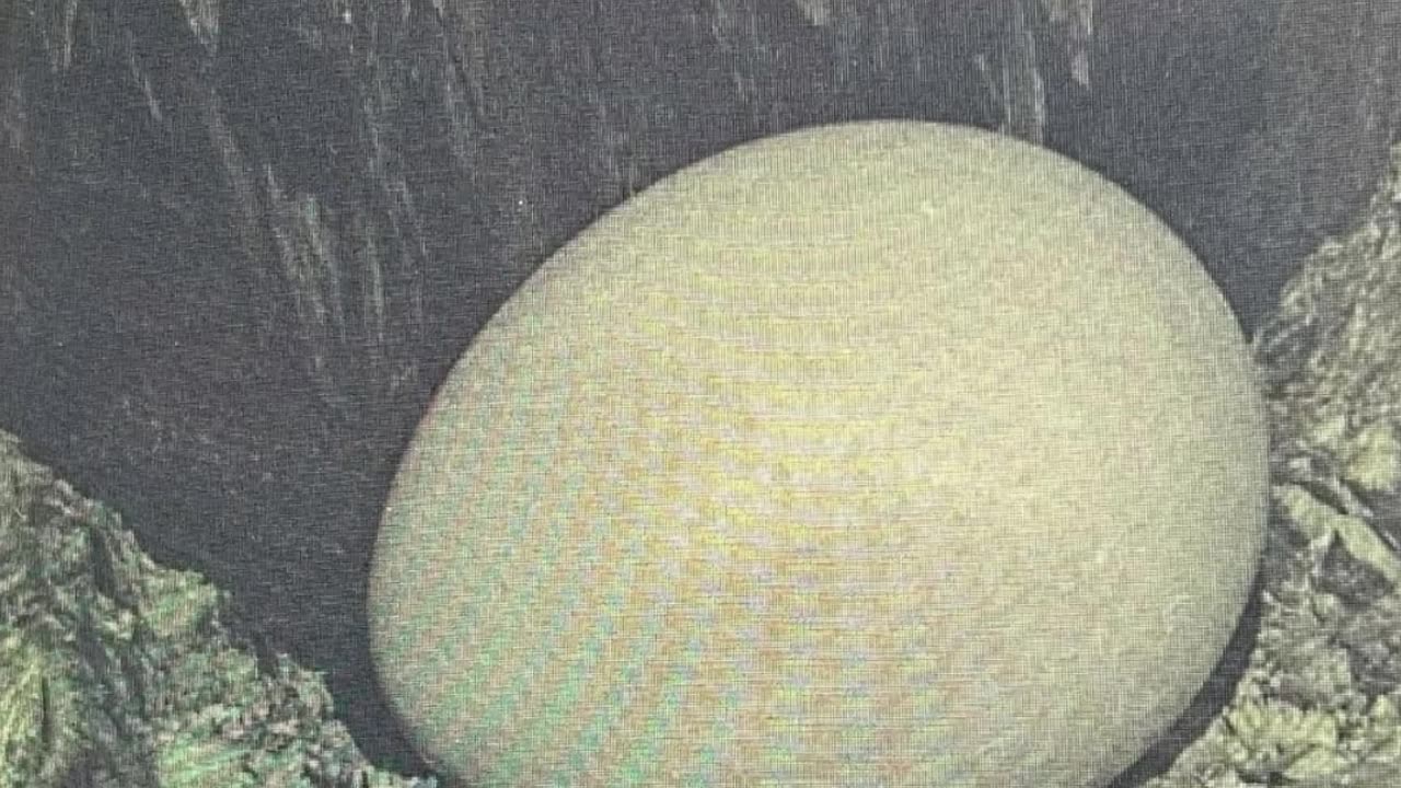 BREAKING NEWS | New Egg-Shaped UFO Photos. ARE THEY REAL ? #shorts