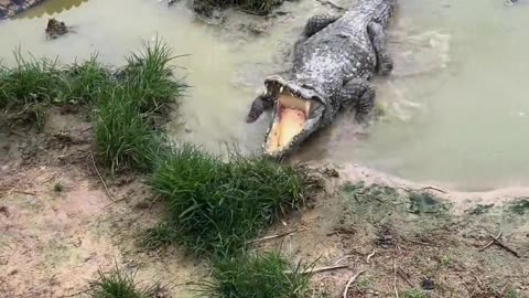 Raising crocodiles is very dangerous.