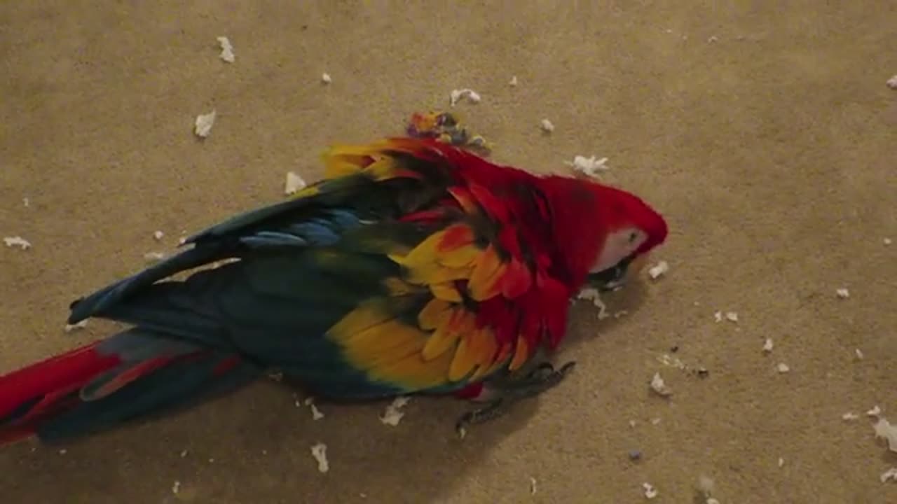 BIRD TRIES TO HIDE AND CLEAN UP MESS SHE MADE 🤣 🦜