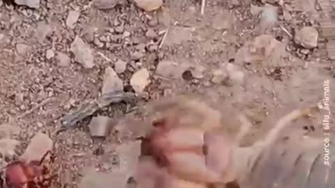 The Predator That Even Ant Armies Fear!
